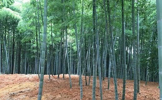 ＜2026年3月下旬発送予定＞【生産者直送・貝塚市木積産】朝掘りたけのこ２kg