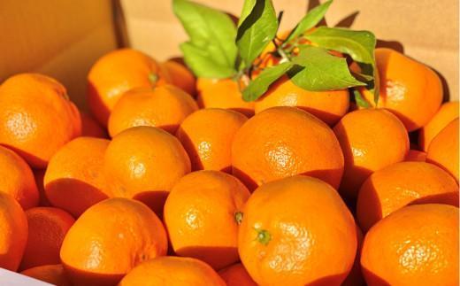 【2026年1月以降に順次発送】季節の味覚！貝塚市産 温州みかん10kg