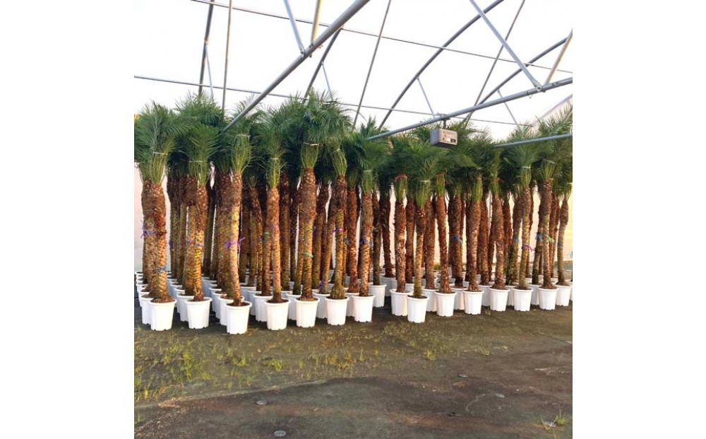 【130～150cm】ヤシの木1本 フェニックス・ロべレニー ロべヤシ