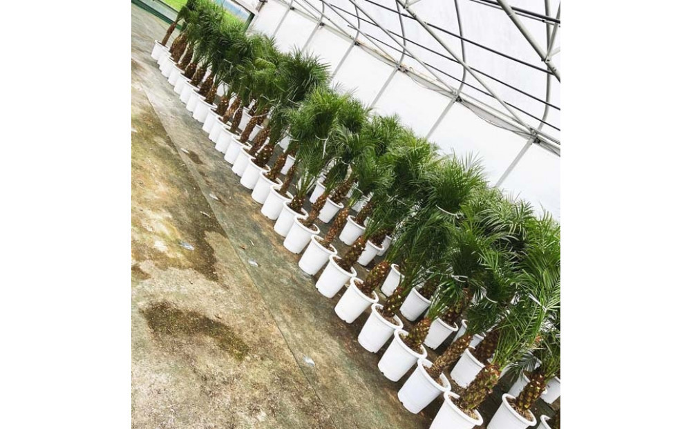 【190～210cm】ヤシの木1本 フェニックス・ロべレニー ロべヤシ