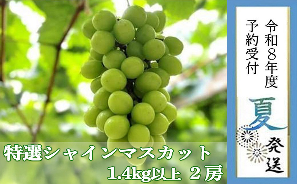 ＜2026年 先行受付 8月中旬発送＞【貝塚市産】特選シャインマスカット２房入り 1.4kg以上
