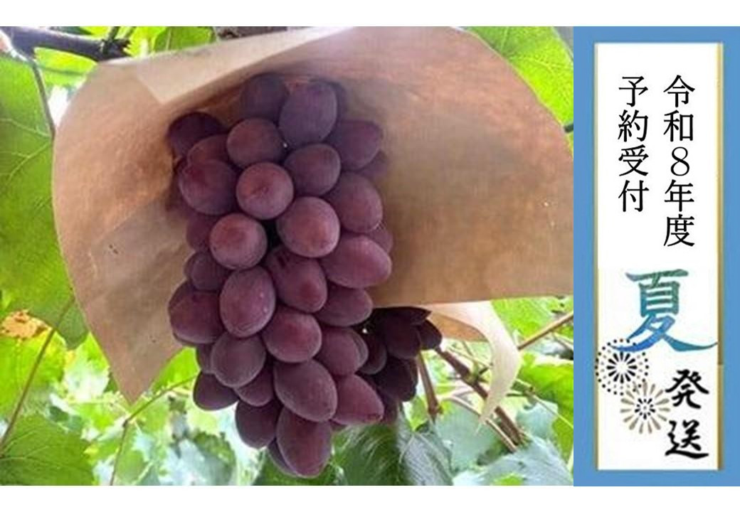 ＜2026年 先行受付7月下旬発送＞【貝塚市産】サニールージュ3～４房　1.3kg以上 