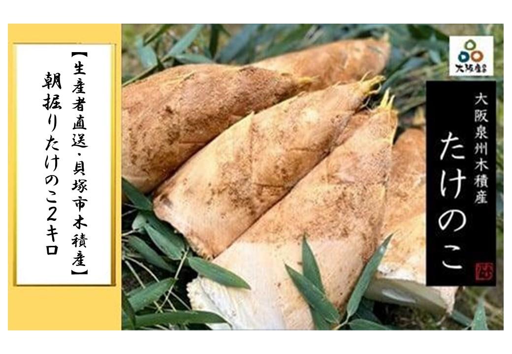＜2026年3月下旬発送予定＞【生産者直送・貝塚市木積産】朝掘りたけのこ２kg