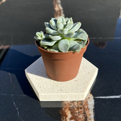 プランターマルチプレート　1セット7個入り　人工大理石製　白地　粒模様あり