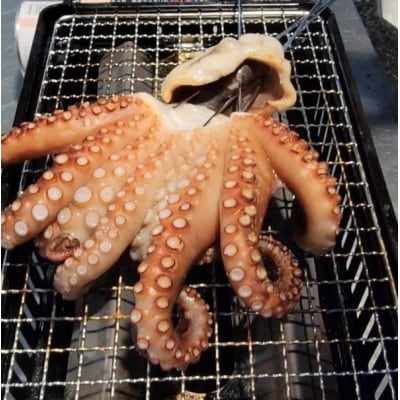 灰干しマダコ【配送不可地域：離島】