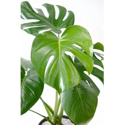 観葉植物 モンステラ 6号セラアート鉢 ブラック【配送不可地域：離島・沖縄県】