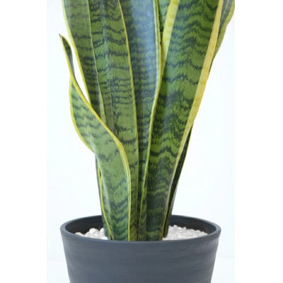 観葉植物 サンスベリア・ローレンティー 6号セラアート鉢 ホワイト【配送不可地域：離島・沖縄県】