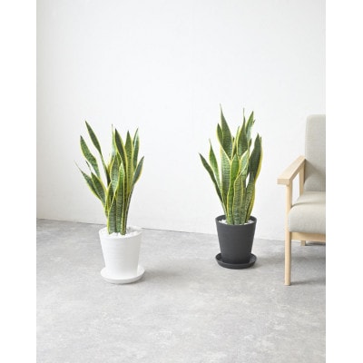 観葉植物 サンスベリア・ローレンティー 7号セラアート鉢 ブラック【配送不可地域：離島・沖縄県】