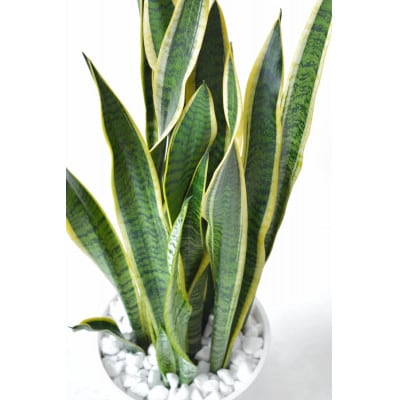 観葉植物 サンスベリア・ローレンティー 8号セラアート鉢 ブラック【配送不可地域：離島・沖縄県】