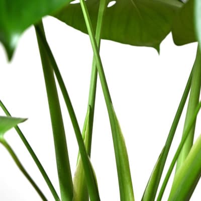 観葉植物 モンステラ 6号鉢 ラスターポット(白)鉢カバー付き【配送不可地域：離島・沖縄県】