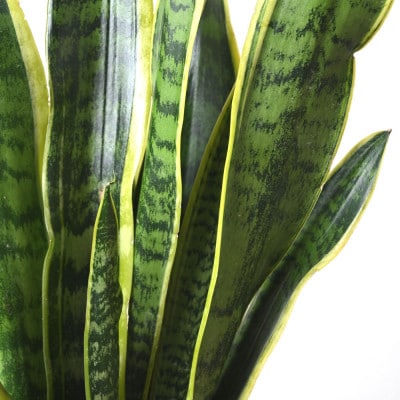 観葉植物 サンスベリア・ローレンティー6号鉢 ラスターポット(白)鉢カバー付き【配送不可地域：離島・沖縄県】