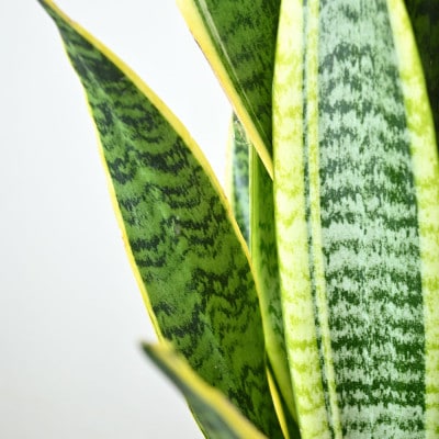 観葉植物 サンスベリア・ローレンティー 7号鉢(鉢カバーなし)【配送不可地域：離島・沖縄県】