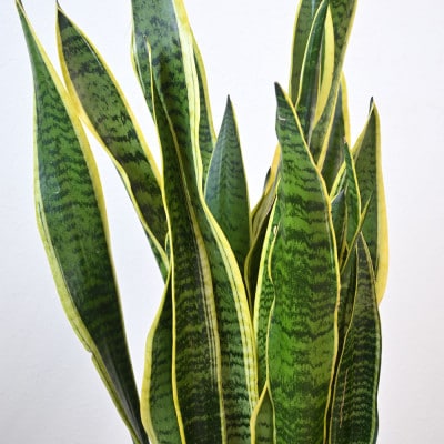 観葉植物 サンスベリア・ローレンティー 8号鉢 ラスターポット(白)鉢カバー付き【配送不可地域：離島・沖縄県】