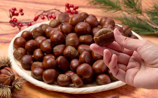 【1.2kg】新栗ビックサイズ!!焼きたて!!天津甘栗　大粒サイズ　期間限定でお届けします。