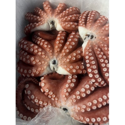 塩もみタコ【配送不可地域：離島】