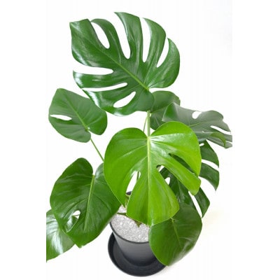 観葉植物 モンステラ 6号セラアート鉢 ブラック【配送不可地域：離島・沖縄県】