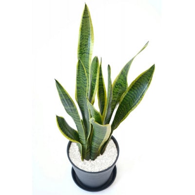観葉植物 サンスベリア・ローレンティー 6号セラアート鉢 ホワイト【配送不可地域：離島・沖縄県】