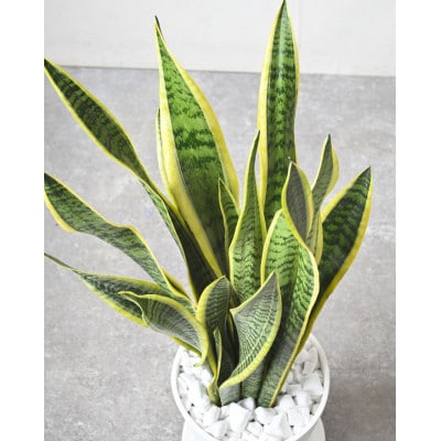 観葉植物 サンスベリア・ローレンティー 7号セラアート鉢 ブラック【配送不可地域：離島・沖縄県】