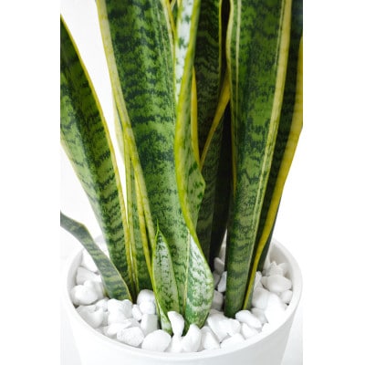 観葉植物 サンスベリア・ローレンティー 8号セラアート鉢 ブラック【配送不可地域：離島・沖縄県】