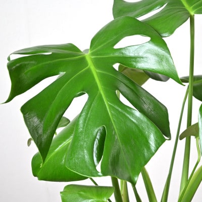 観葉植物 モンステラ 6号鉢 ラスターポット(白)鉢カバー付き【配送不可地域：離島・沖縄県】