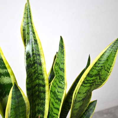 観葉植物 サンスベリア・ローレンティー6号鉢 ラスターポット(白)鉢カバー付き【配送不可地域：離島・沖縄県】