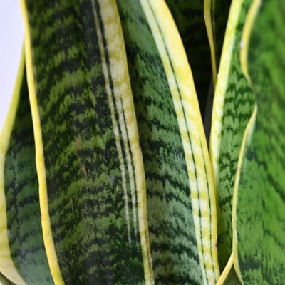 観葉植物 サンスベリア・ローレンティー 8号鉢 ラスターポット(白)鉢カバー付き【配送不可地域：離島・沖縄県】