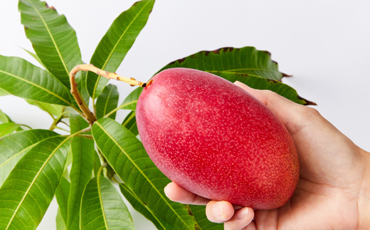 大阪茨木 小川農園の《贈答用》完熟マンゴー約1kg〈2～3個入〉【R8年7月中旬発送開始】【配送不可地域：離島】