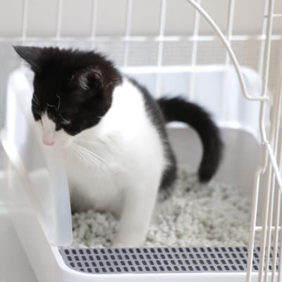 無香料タイプの消臭スプレー【柿渋エキスの消臭スプレー(本体×1＆詰替用×2パック)】