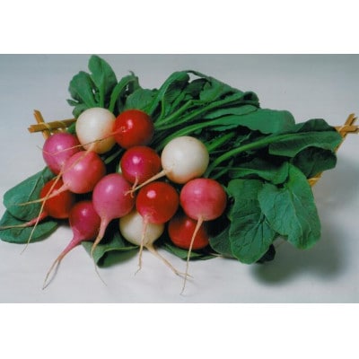 みどりのリボーン　菜園セット/ラディッシュ