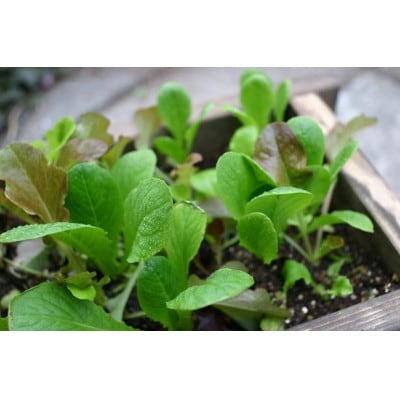 みどりのリボーン　菜園セット/レタス