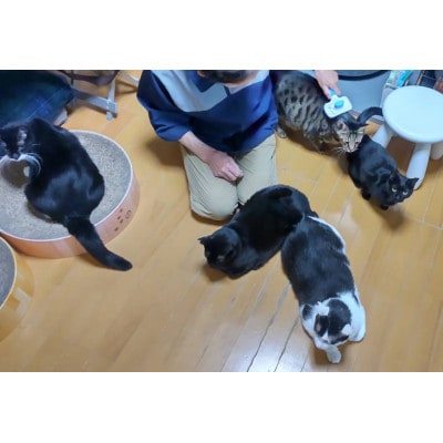 【保護猫ルームえびす】お世話体験または見学券