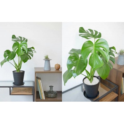 観葉植物 モンステラ 6号セラアート鉢 ホワイト【配送不可地域：離島・沖縄県】