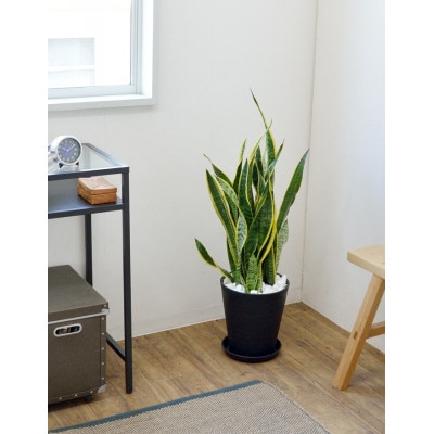 観葉植物 サンスベリア・ローレンティー 8号セラアート鉢 ホワイト【配送不可地域：離島・沖縄県】