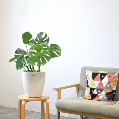 観葉植物 モンステラ 6号鉢 ラスターポット(白)鉢カバー付き【配送不可地域：離島・沖縄県】