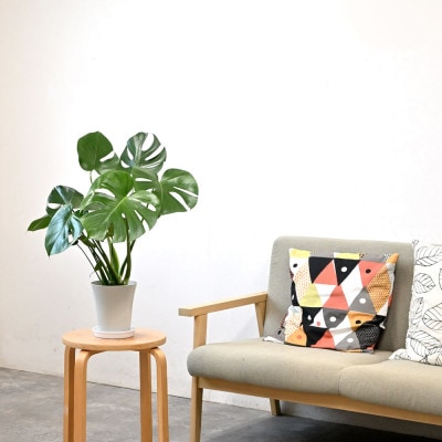 観葉植物 モンステラ 6号鉢(鉢カバーなし)【配送不可地域：離島・沖縄県】