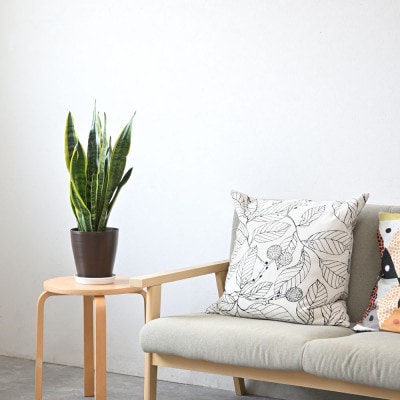 観葉植物 サンスベリア・ローレンティー 6号鉢(鉢カバーなし)【配送不可地域：離島・沖縄県】