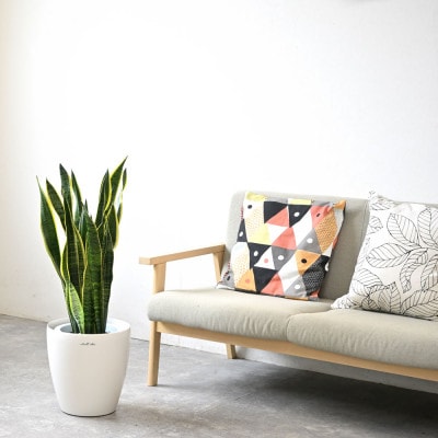 観葉植物 サンスベリア・ローレンティー 8号鉢 ラスターポット(白)鉢カバー付き【配送不可地域：離島・沖縄県】