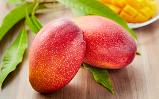 大阪茨木 小川農園の《贈答用》完熟マンゴー約1kg〈2～3個入〉【R8年7月中旬発送開始】【配送不可地域：離島】