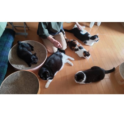 【保護猫ルームえびす】お世話体験または見学券