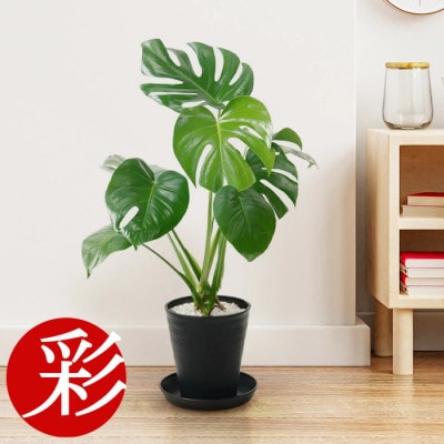 観葉植物 モンステラ 6号セラアート鉢 ブラック【配送不可地域：離島・沖縄県】