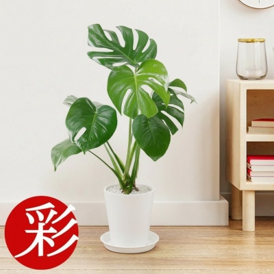 観葉植物 モンステラ 6号セラアート鉢 ホワイト【配送不可地域：離島・沖縄県】