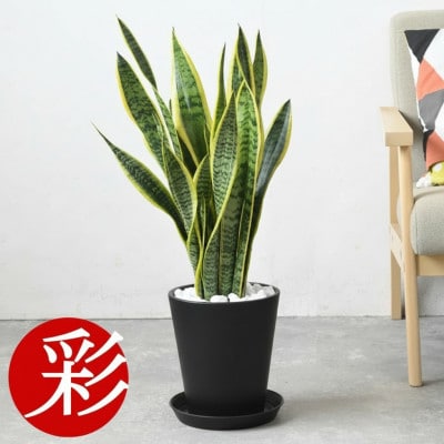 観葉植物 サンスベリア・ローレンティー 7号セラアート鉢 ブラック【配送不可地域：離島・沖縄県】