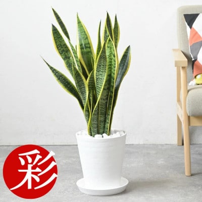 観葉植物 サンスベリア・ローレンティー 7号セラアート鉢 ホワイト【配送不可地域：離島・沖縄県】