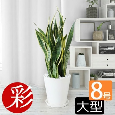 観葉植物 サンスベリア・ローレンティー 8号セラアート鉢 ホワイト【配送不可地域：離島・沖縄県】