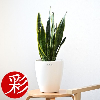 観葉植物 サンスベリア・ローレンティー6号鉢 ラスターポット(白)鉢カバー付き【配送不可地域：離島・沖縄県】