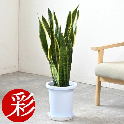 観葉植物 サンスベリア・ローレンティー 8号鉢(鉢カバーなし)【配送不可地域：離島・沖縄県】