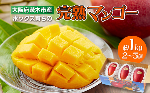大阪茨木 小川農園の《贈答用》完熟マンゴー約1kg〈2～3個入〉【R8年7月中旬発送開始】【配送不可地域：離島】