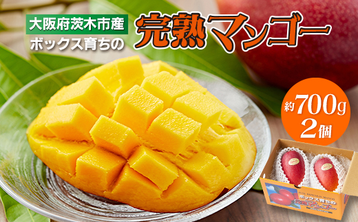 大阪茨木 小川農園の《贈答用》完熟マンゴー約700g〈2個入〉【R8年7月中旬発送開始】【配送不可地域：離島】
