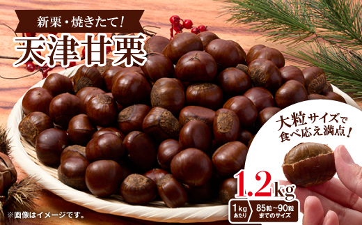 【1.2kg】新栗ビックサイズ!!焼きたて!!天津甘栗　大粒サイズ　期間限定でお届けします。