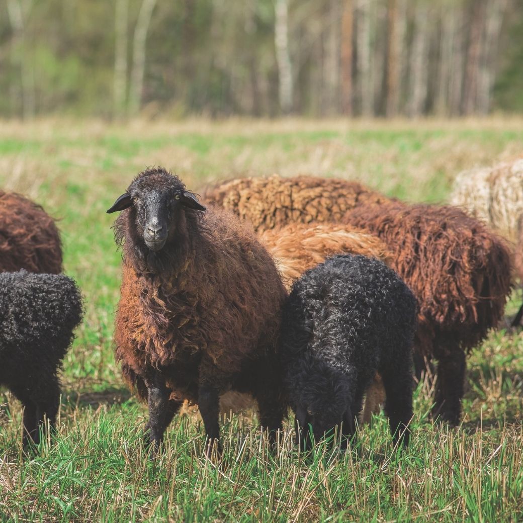 T112(ベージュ・200×200cm) 3色から選べるウール100%ラグ 有色羊毛使用 2サイズ展開